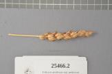 Click for 1 image(s) for this accession. Spike